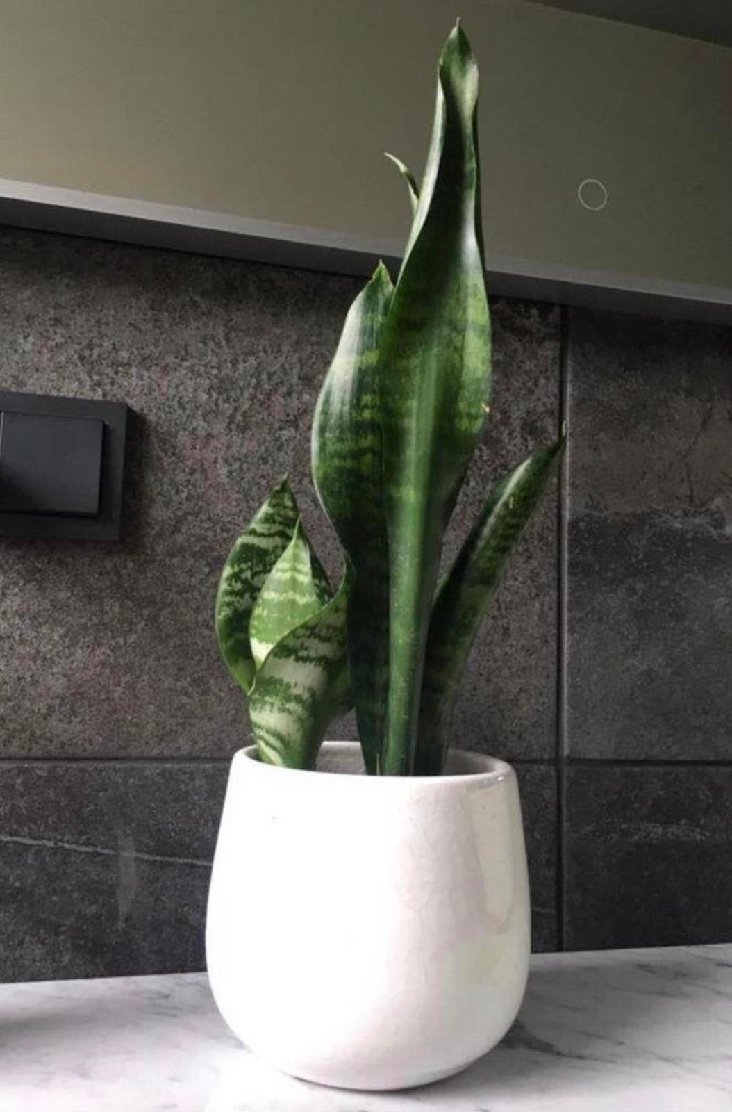 Mooie vintage witte bloempot bio Sanseveria plant, Ophalen, Rond, Binnen, Zo goed als nieuw