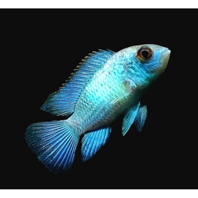 andinoacara pulcher neon blue, Dieren en Toebehoren, Vissen | Aquariumvissen, Vis, Zoetwatervis