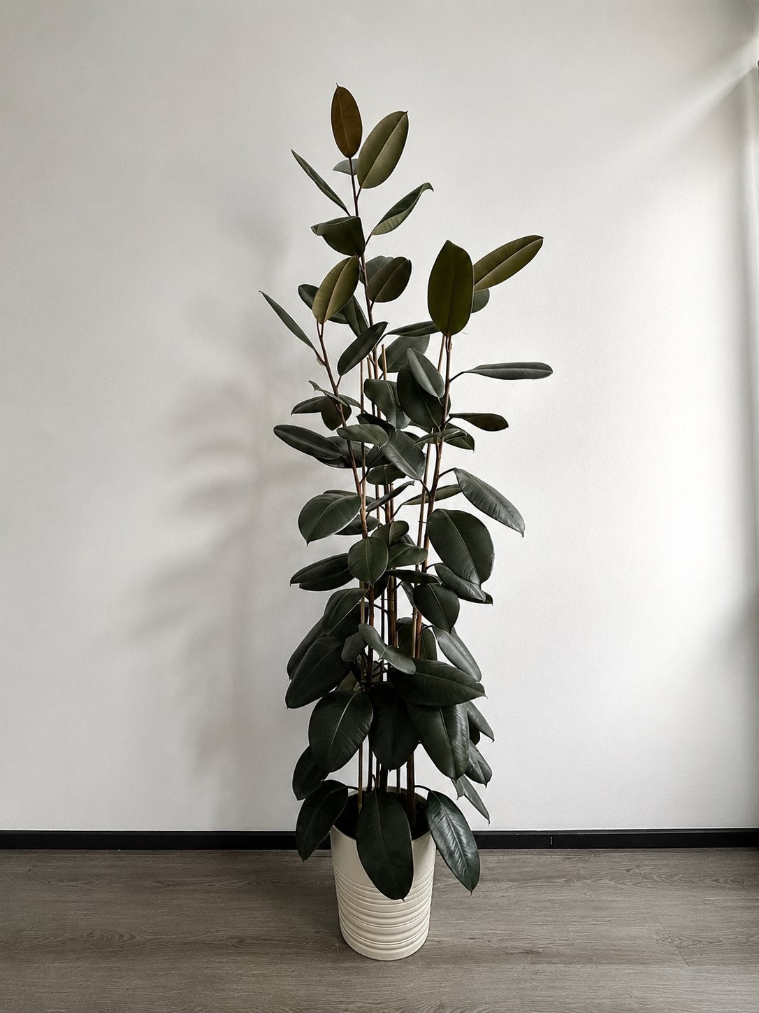 Ficus Elastica, Ophalen