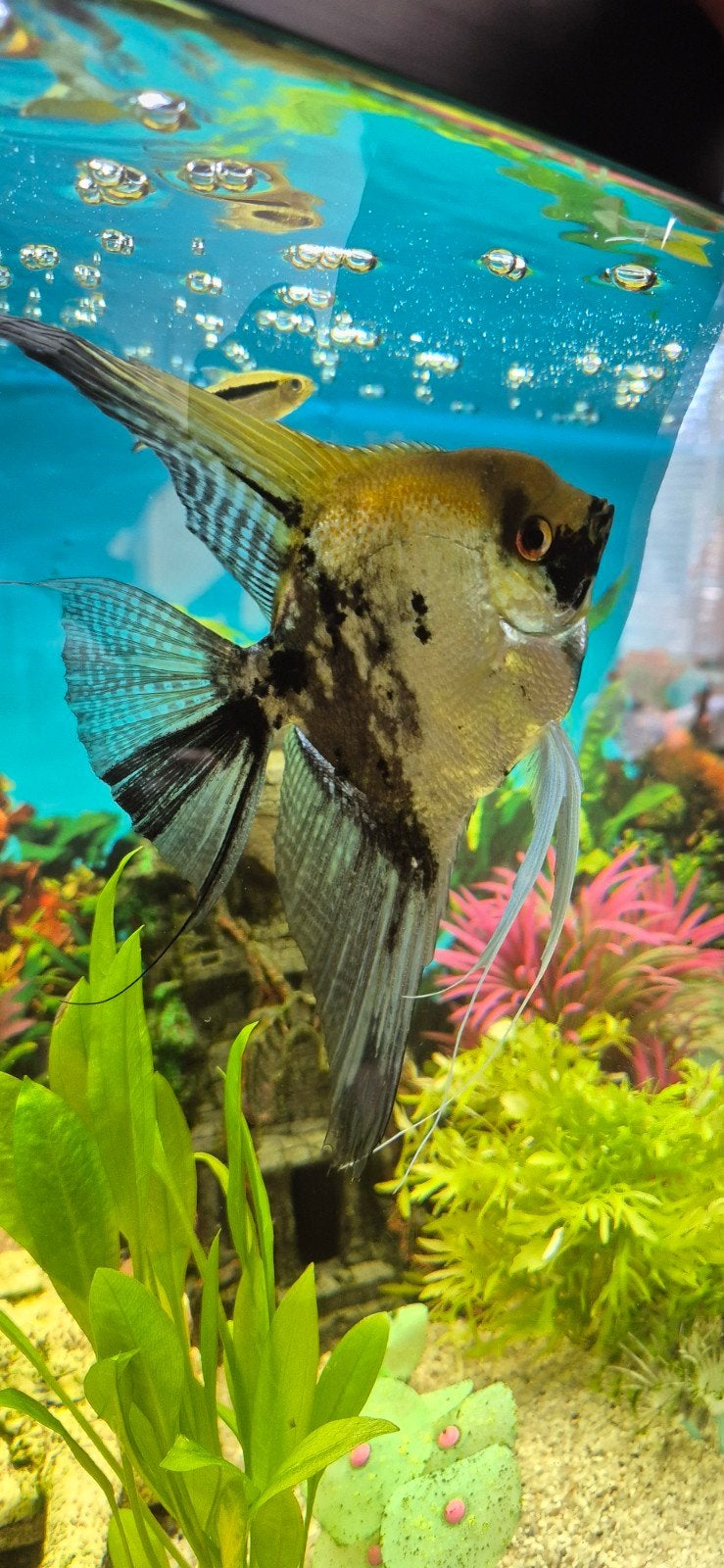 Dit is een Maanvis (Pterophyllum scalare), Vis