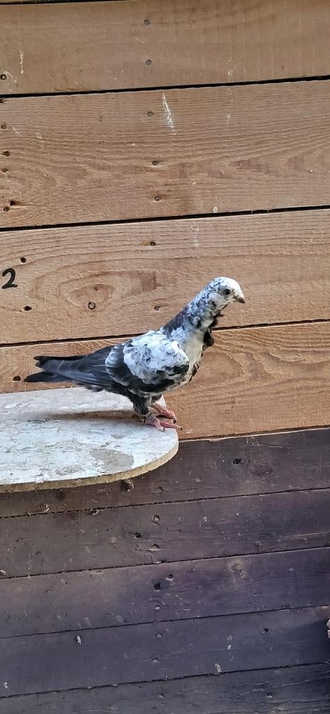 Figurita duiven jongen, Meerdere dieren, Overige soorten