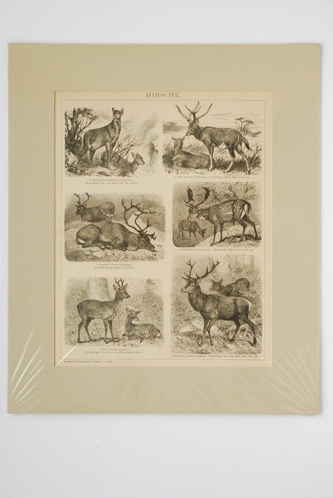 Herten - Originele antieke illustratie uit ca. 1900, Verzenden, Zo goed als nieuw, Voor 1940, Dier