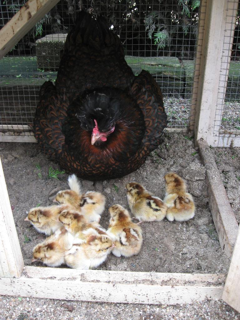 Broedeieren Barnevelder krielkip, Dieren en Toebehoren, Pluimvee, Meerdere dieren, Kip