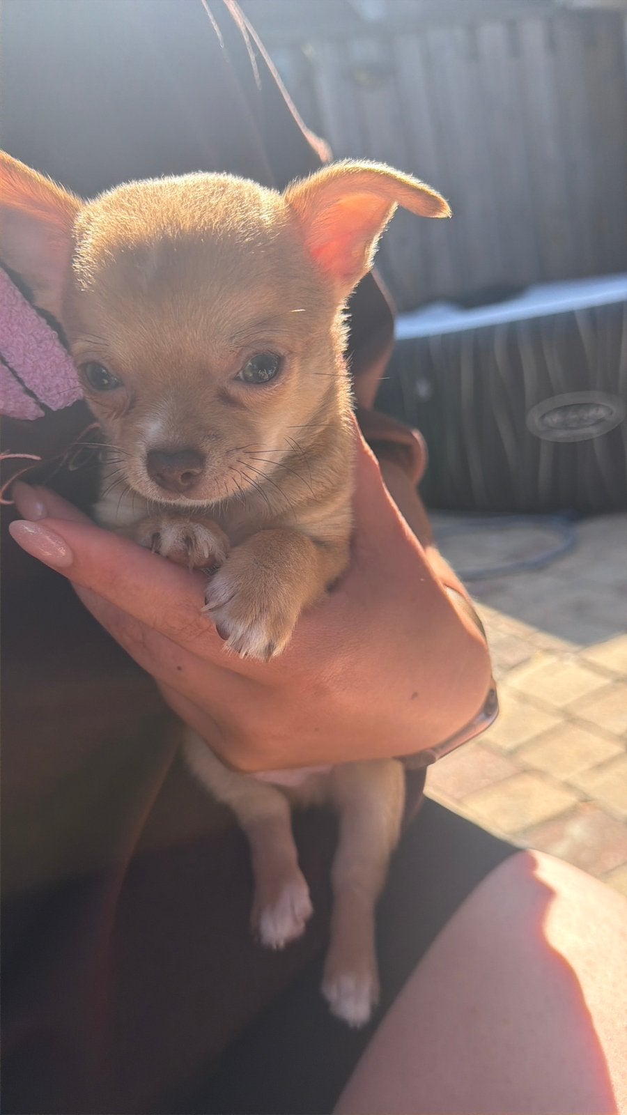 Chihuahua reutjes, 8 tot 15 weken, Meerdere, Meerdere dieren, Chihuahua