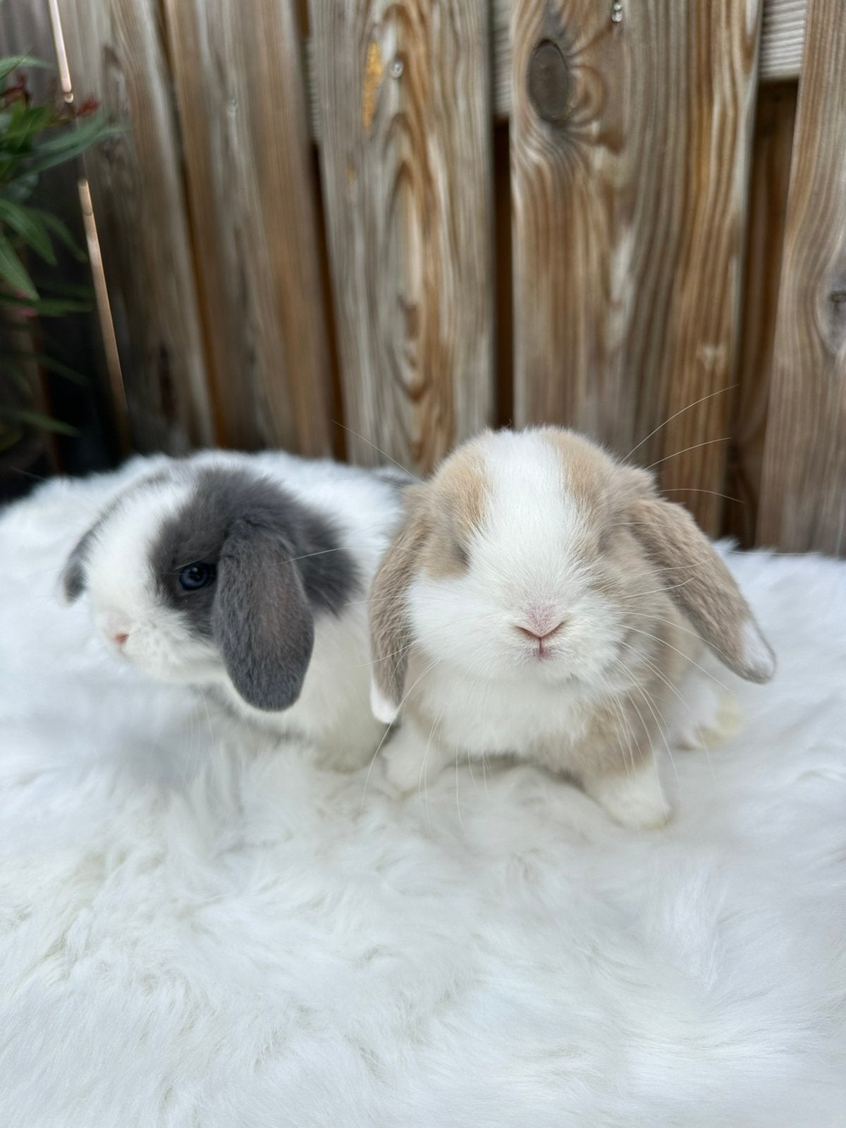 Mooi koppeltje Minilops hangoor konijntjes., Dieren en Toebehoren, Konijnen, Meerdere dieren, Dwerg, Hangoor