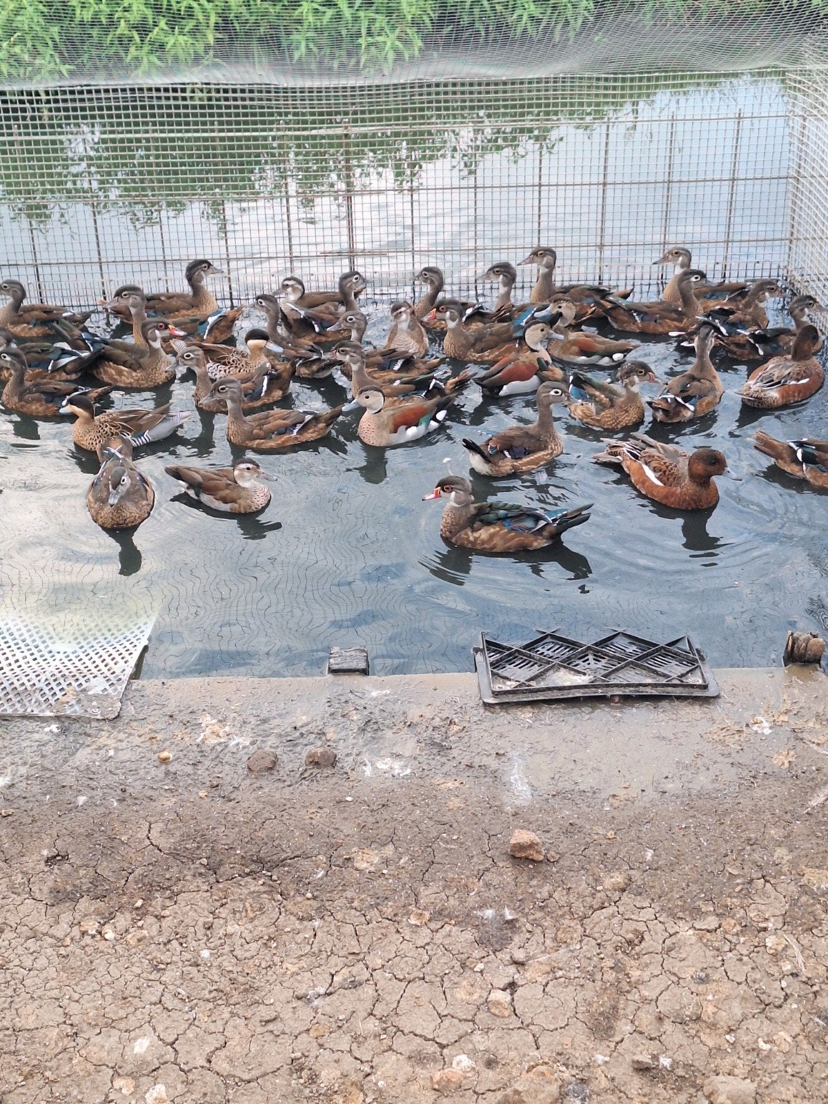 siereenden watervogels carolina, Dieren en Toebehoren, Vrouwelijk, Eend