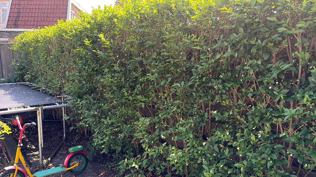 Heg gratis, Ophalen, Liguster, Haag, 100 tot 250 cm