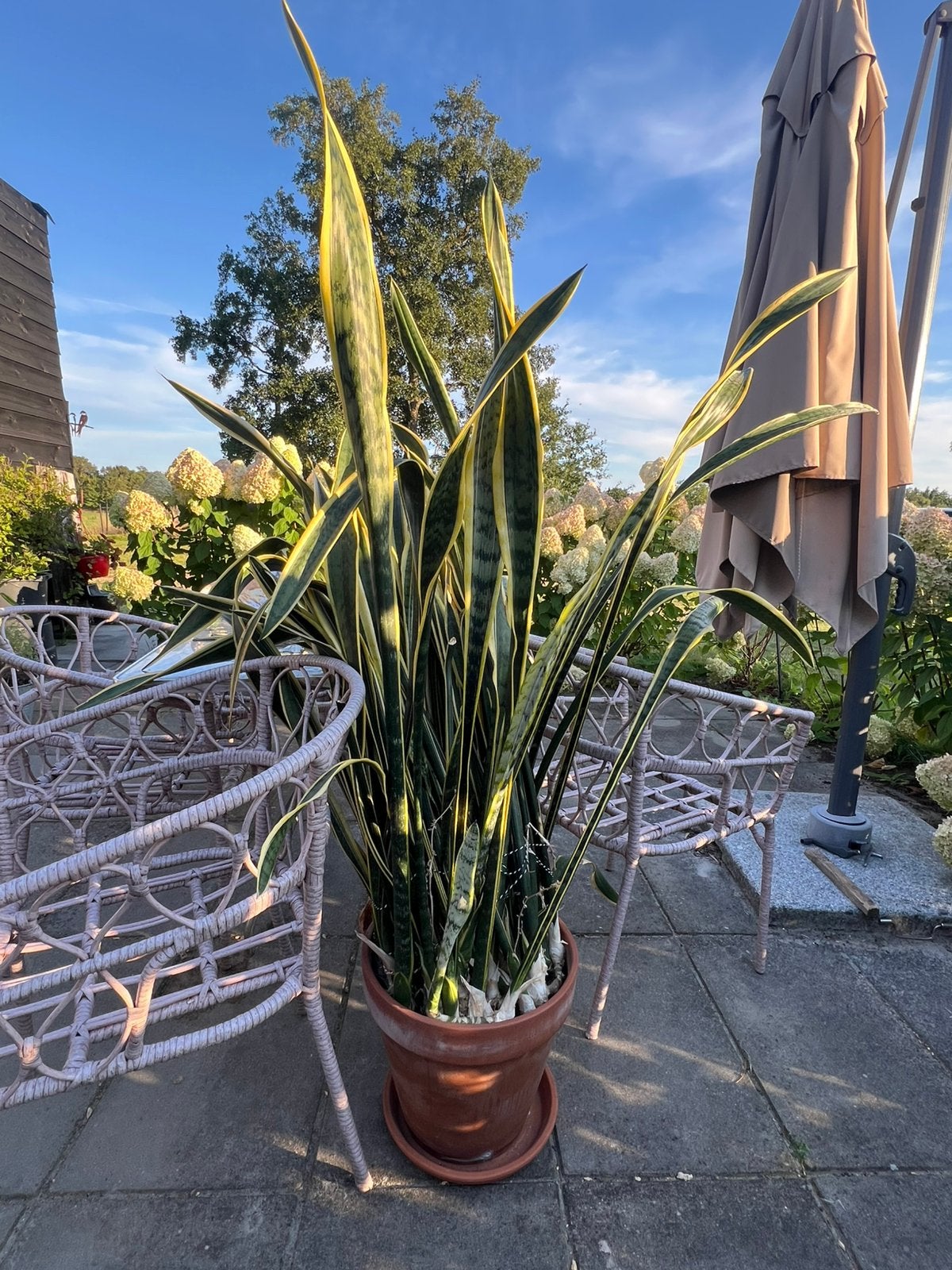 Gratis MEGA sanseveria, Tuin en Terras, Ophalen, Overige soorten, Volle zon