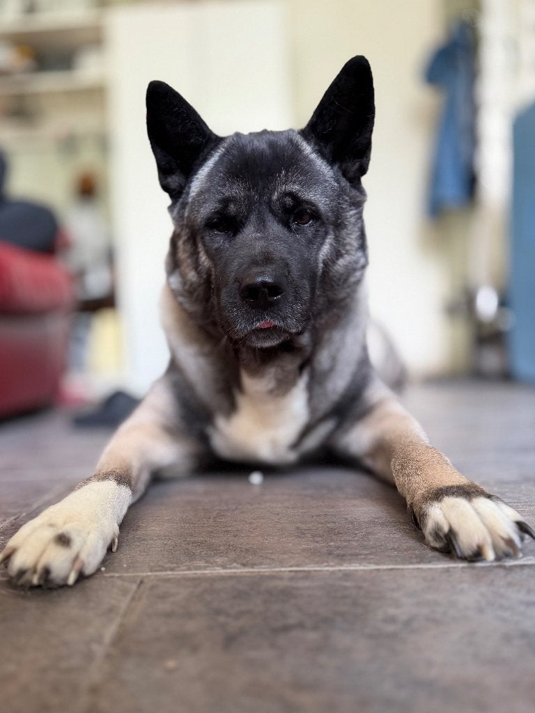 Luna zoekt nieuw huisje, 6 jaar of ouder, Teef, Groot, Eén hond