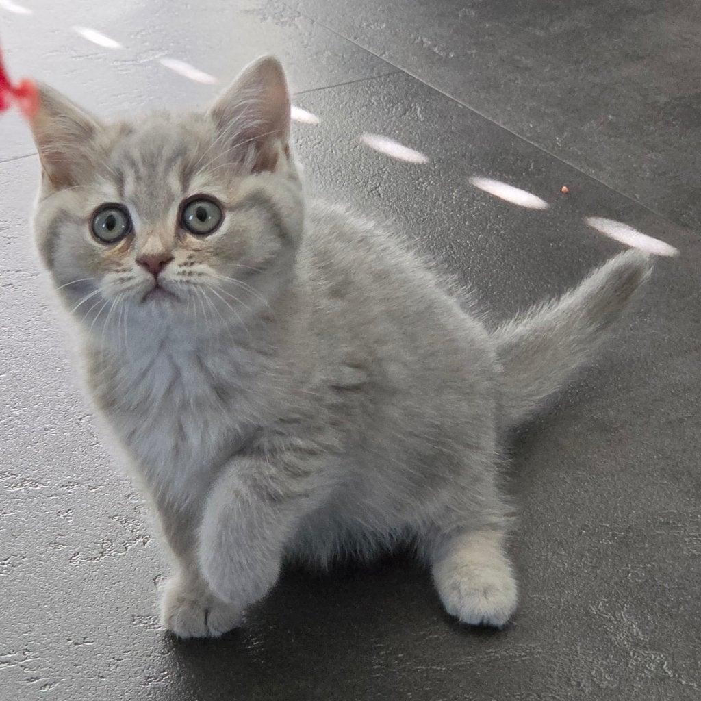 Britse korthaar kittens, Meerdere dieren, Ontwormd, 0 tot 2 jaar