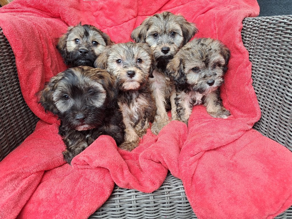 Schattige Maltipoo pups, Parvo, Nederland, Overige rassen, 8 tot 15 weken