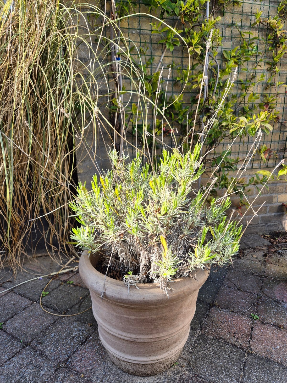 Salvia (salie) 40 cm, Volle zon, Vaste plant, Zomer, Ophalen