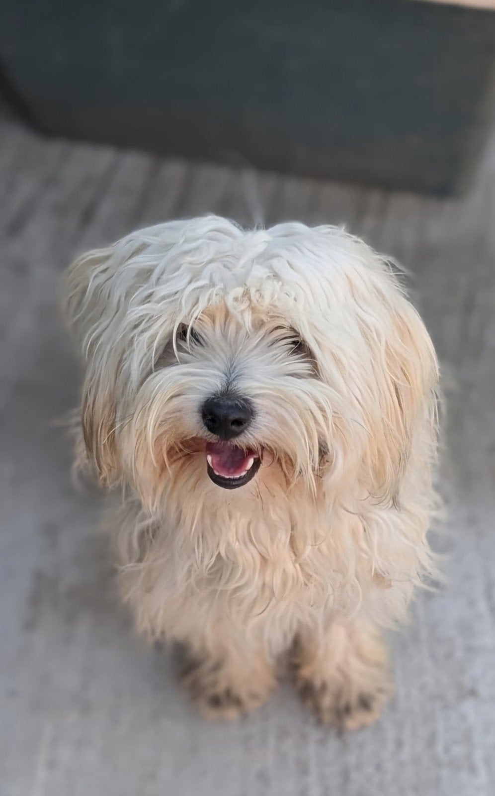 Scruffy zoekt een baasje, Dieren en Toebehoren, 1 tot 2 jaar, Buitenland, Eén hond, Klein