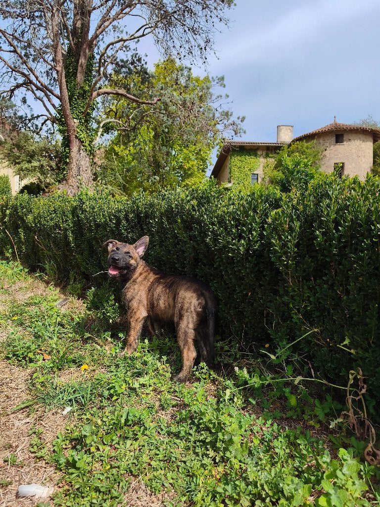 Hollandse Herder korthaar puppies met stamboom, Particulier, 8 tot 15 weken, Buitenland, Meerdere