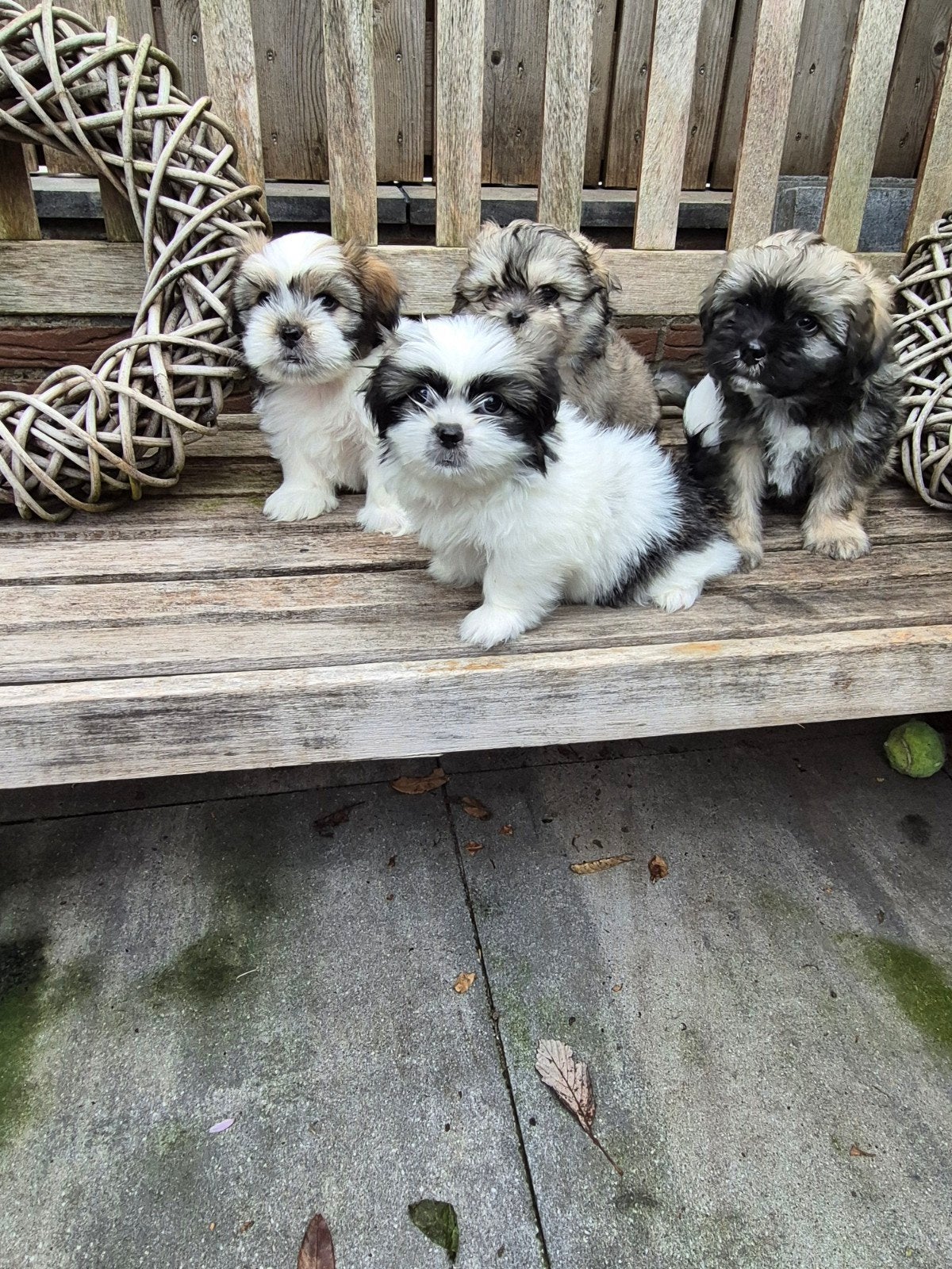 Te koop maltipoo boomer pups, Overige rassen, 8 tot 15 weken, Meerdere, Meerdere dieren