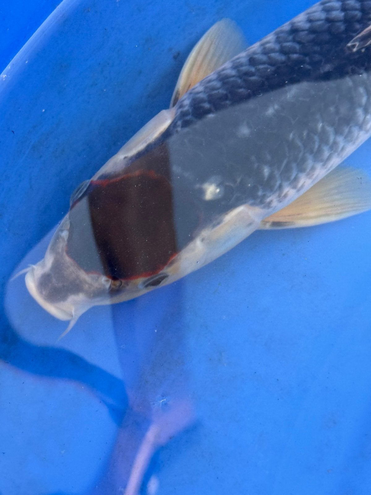Japanse koi, Karper of Koi