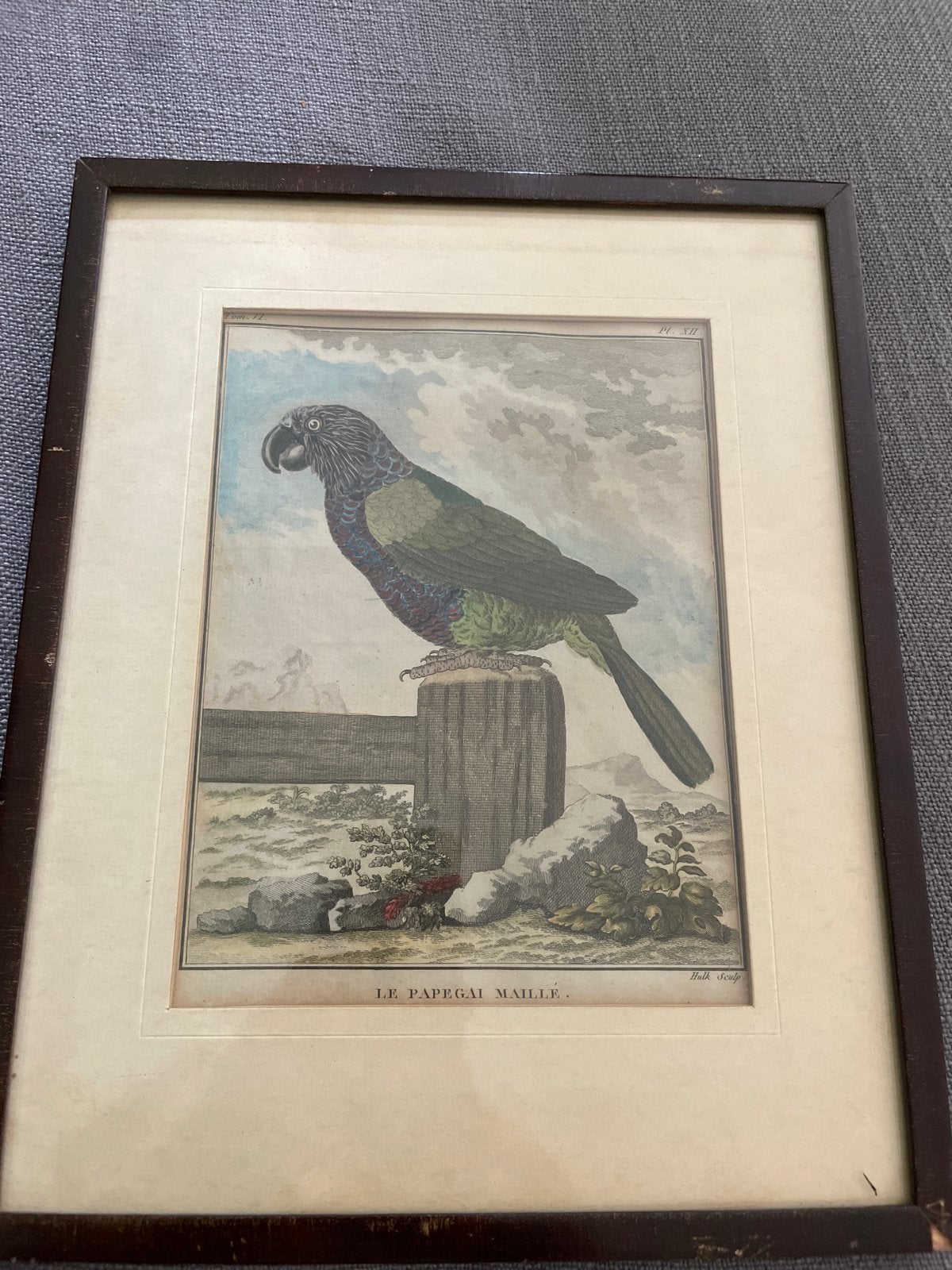 Antieke prent 'Le Papegai Maillé' - Papegaai, Ophalen, Minder dan 50 cm, Gebruikt, Print