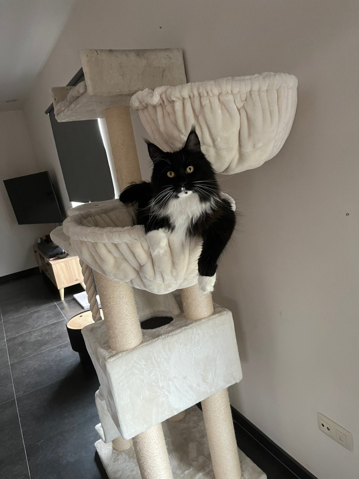 Maine coon, Dieren en Toebehoren, Katten en Kittens | Overige Katten, Poes