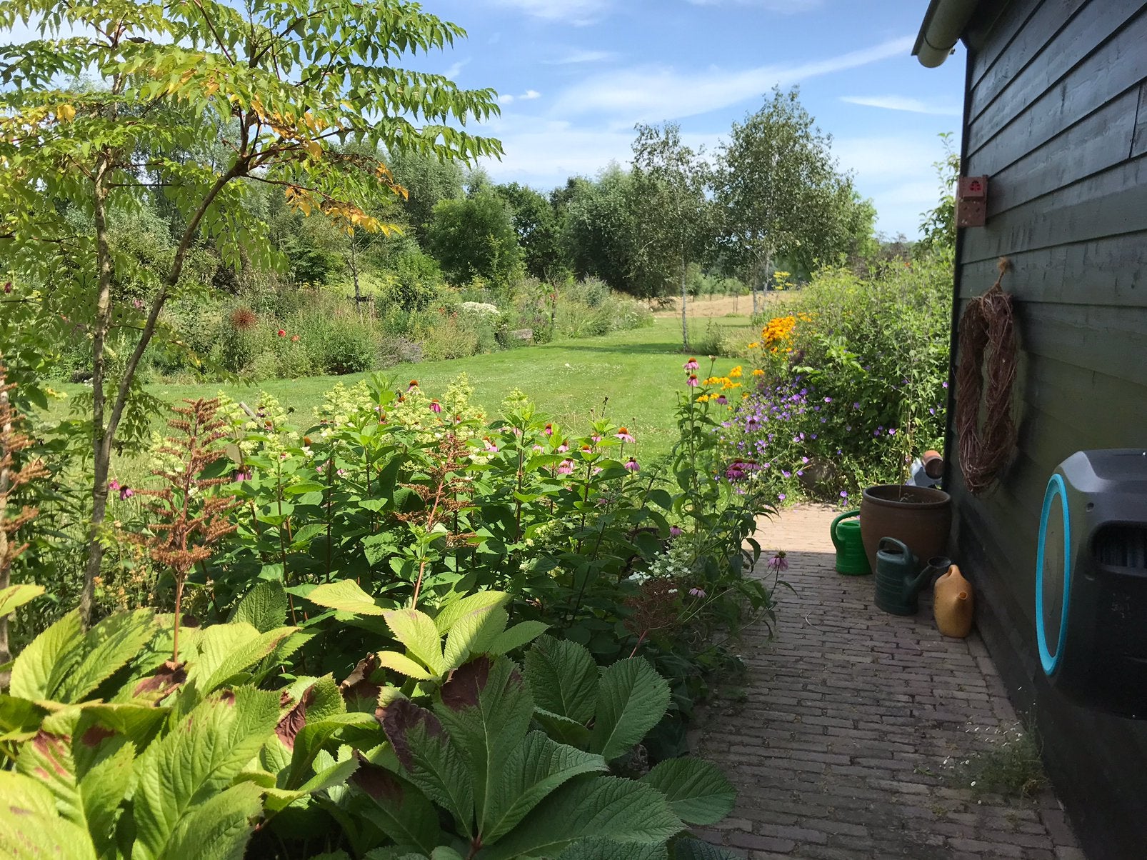 Vaste planten Salvia Astilbe Rodgersia Scutellaia Angelica., Tuin en Terras, Planten | Tuinplanten, Ophalen of Verzenden, Overige soorten