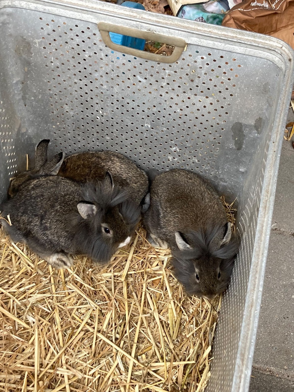 leeuwenkop konijn te koop, Dieren en Toebehoren, Mannelijk