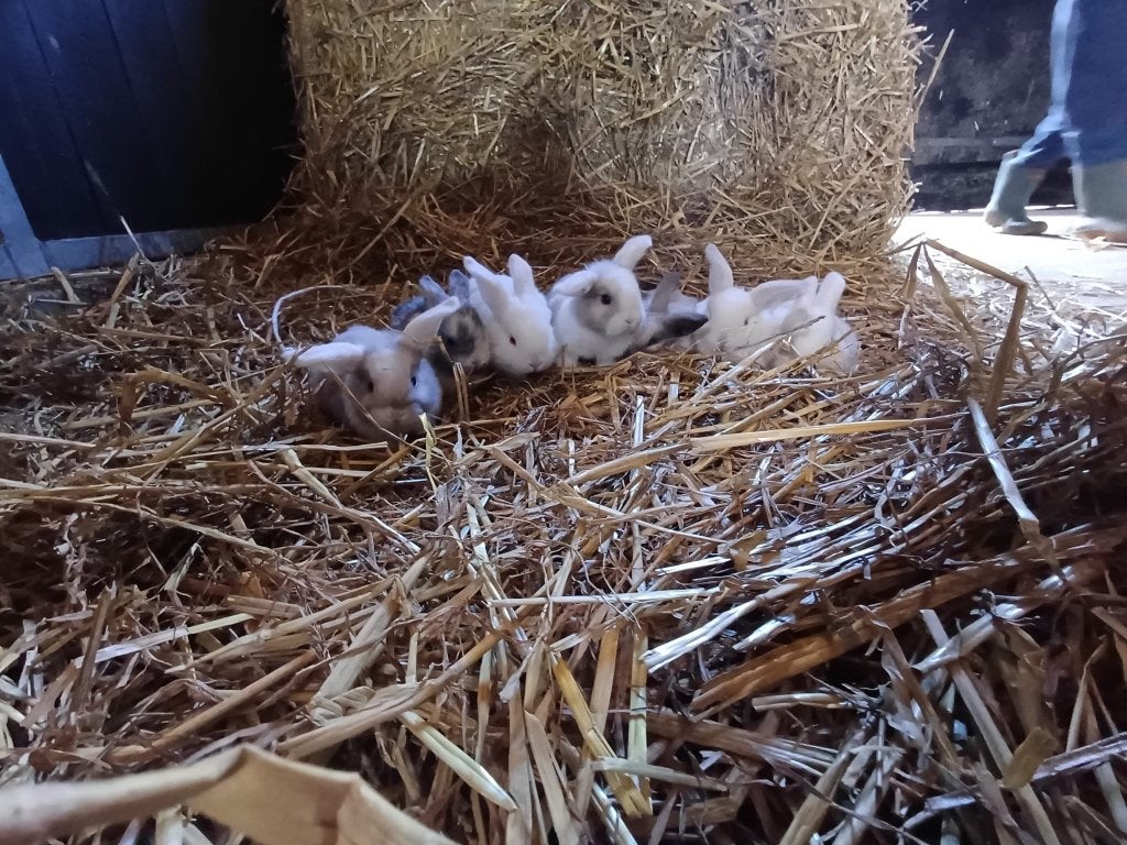 Mini lop konijnen, Meerdere dieren, Klein, Hangoor, 0 tot 2 jaar