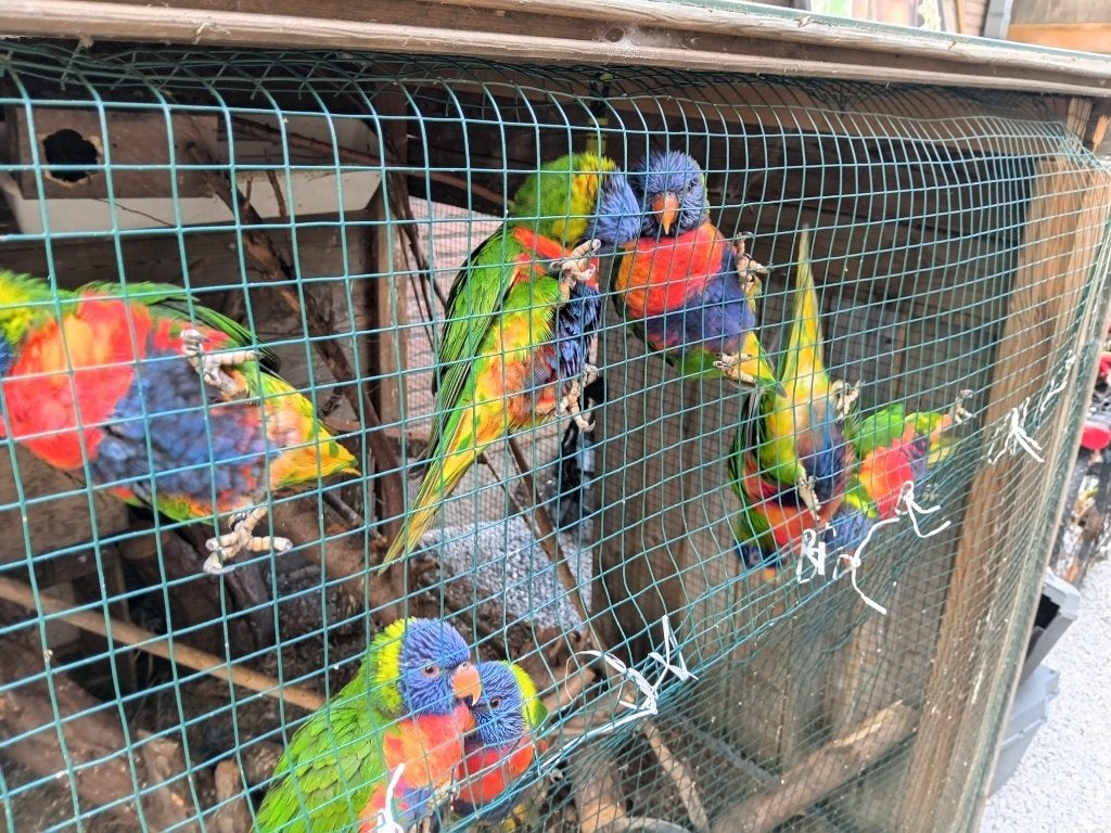 Koppels Lori van blauwe bergen 9 stuks (DNA), Dieren en Toebehoren, Vogels | Parkieten en Papegaaien, Meerdere dieren, Papegaai