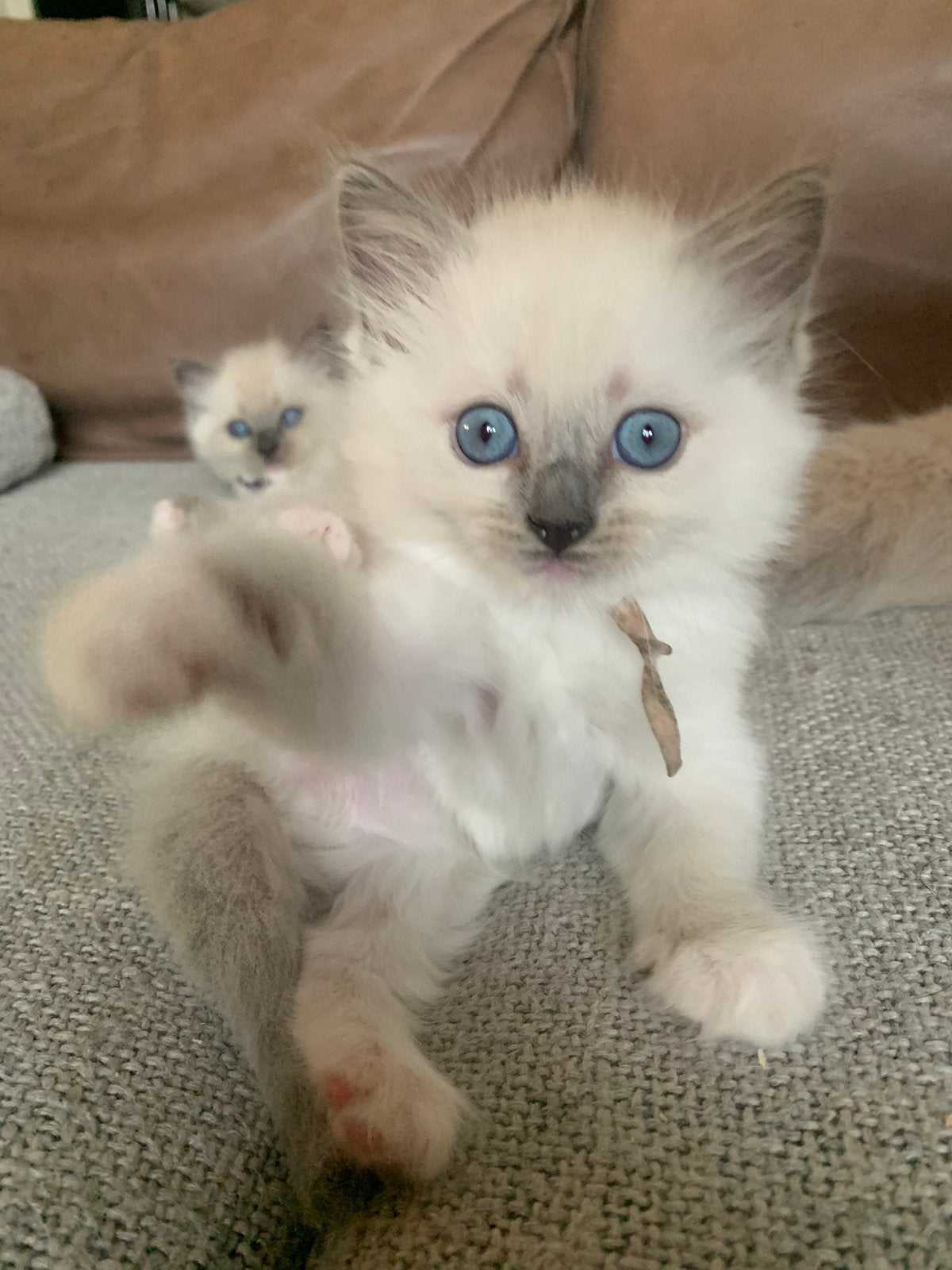 Ragdoll Dekkater lilac colourpoint– 100% Succes garantie, 0 tot 2 jaar