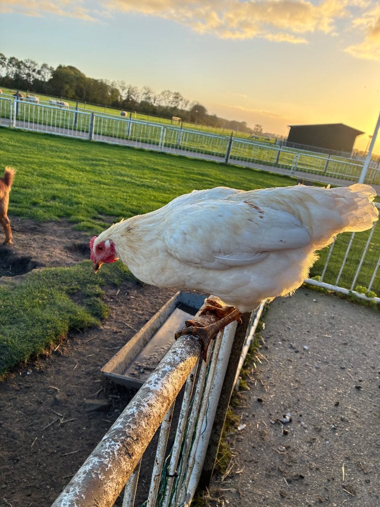 Te koop witte legkip Haan, Dieren en Toebehoren, Mannelijk, Kip