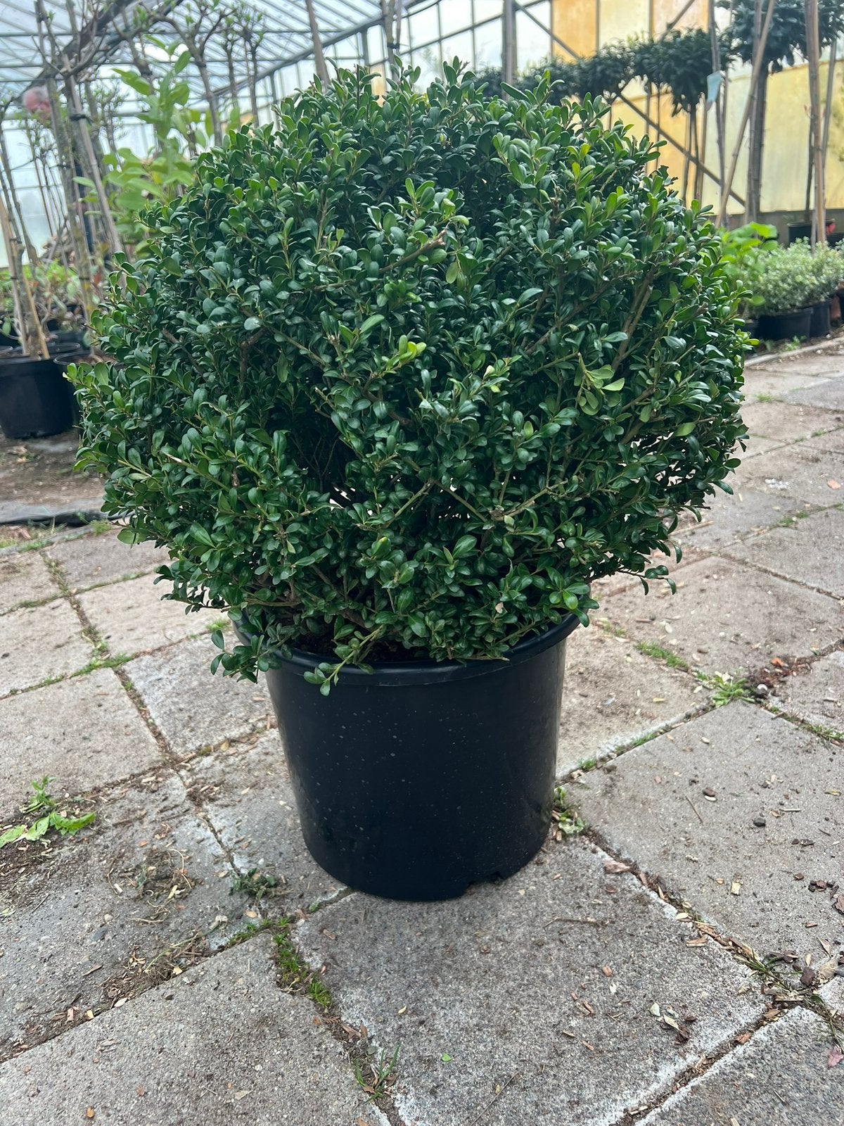 Ikex bollen, Tuin en Terras, Ophalen, Hulst, Minder dan 100 cm