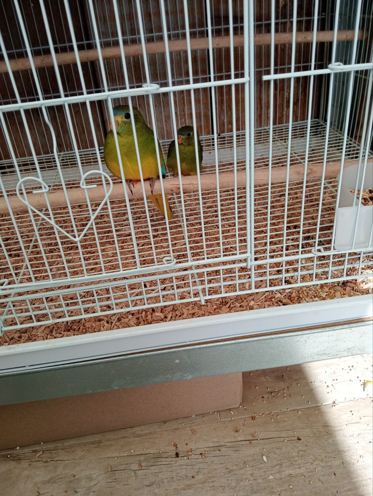 jonkie.s tuqaisne, Meerdere dieren, Parkiet