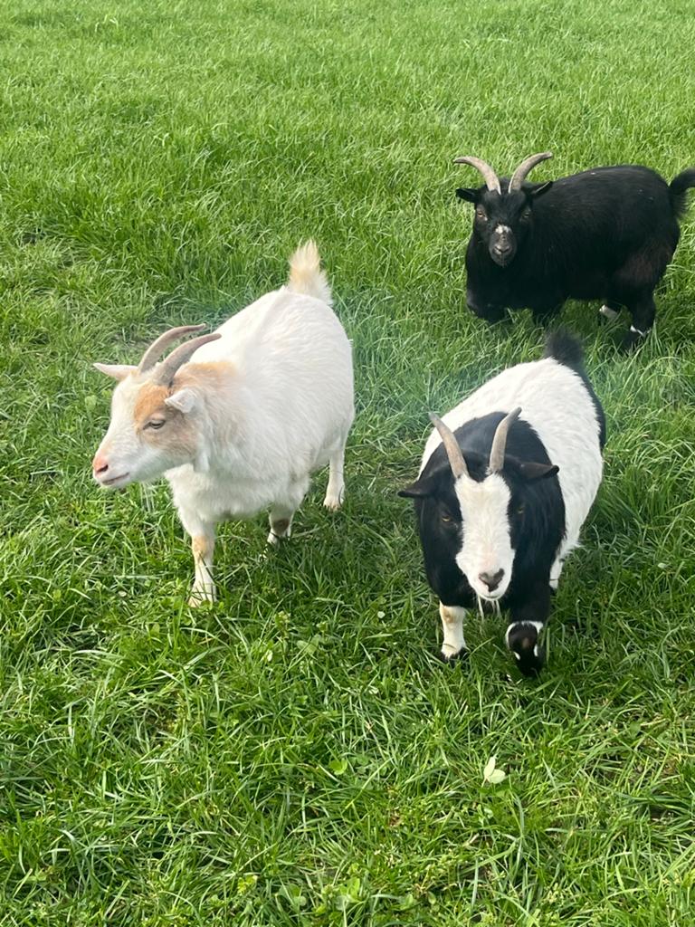 Superlieve en aanhankelijke geitjes, Dieren en Toebehoren, Schapen, Geiten en Varkens, Vrouwelijk, Geit, 3 tot 5 jaar