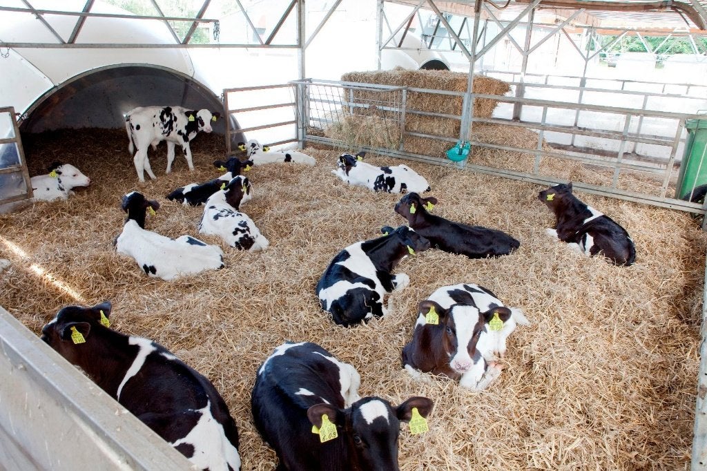 Iglo's jongvee, Dieren en Toebehoren, Opfok