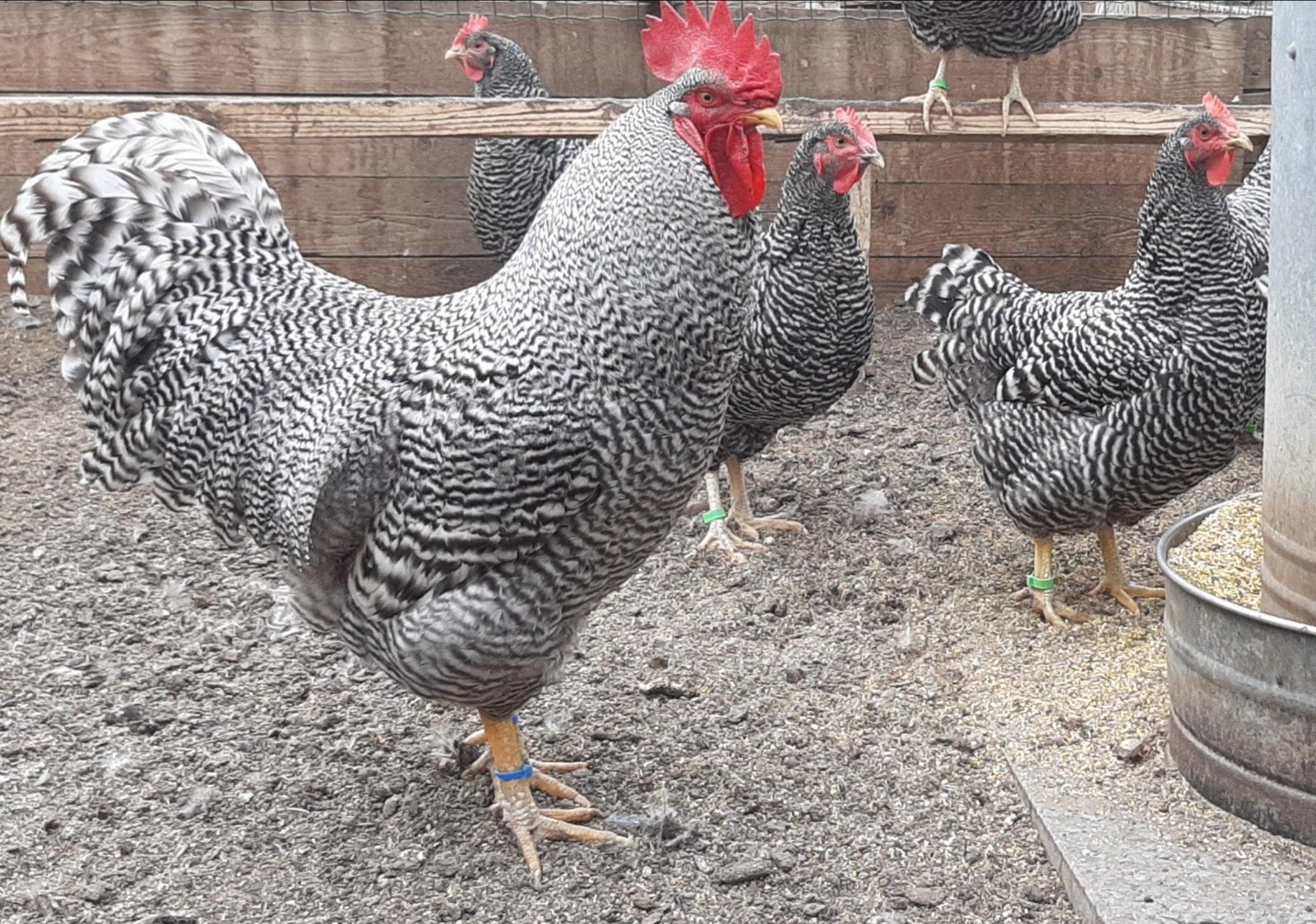3 Hanen beschikbaar 8/10 weken oud, Dieren en Toebehoren, Pluimvee, Kip, Mannelijk