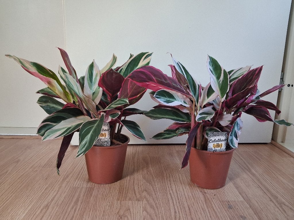 Calathea Triostar/Stromanthe Sanguinea 'Triostar' - Calathea, Ophalen, Overige soorten, Halfschaduw, Minder dan 100 cm