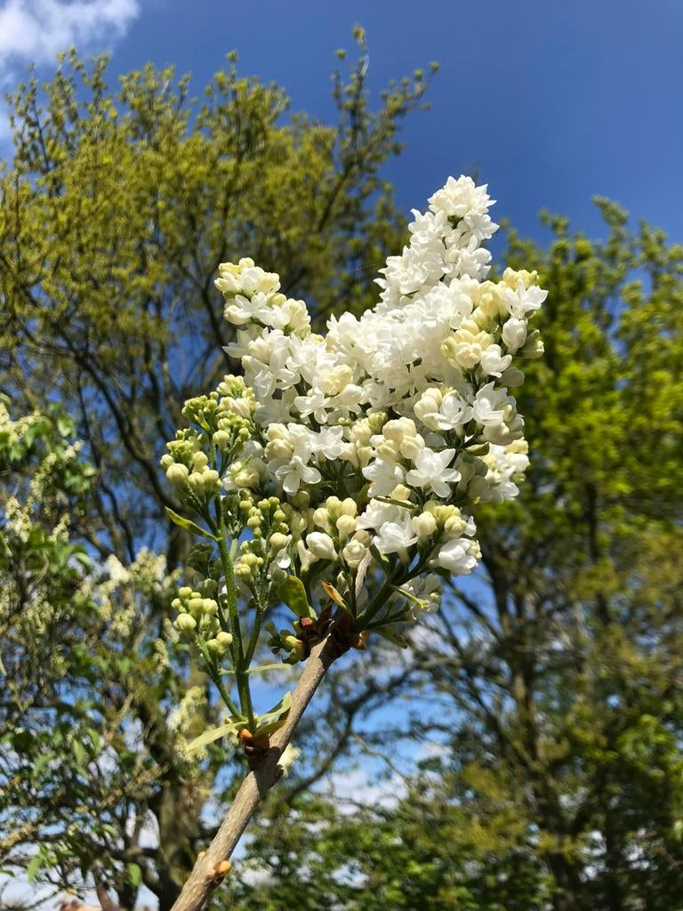 Witte seringen planten, Tuin en Terras, Planten | Struiken en Hagen, Ophalen, Overige soorten, Struik, 250 cm of meer