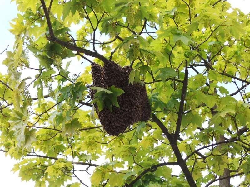 Bijenzwerm gezocht omgeving Zuid limburg, Dieren en Toebehoren, Insecten en Spinnen, Bijen