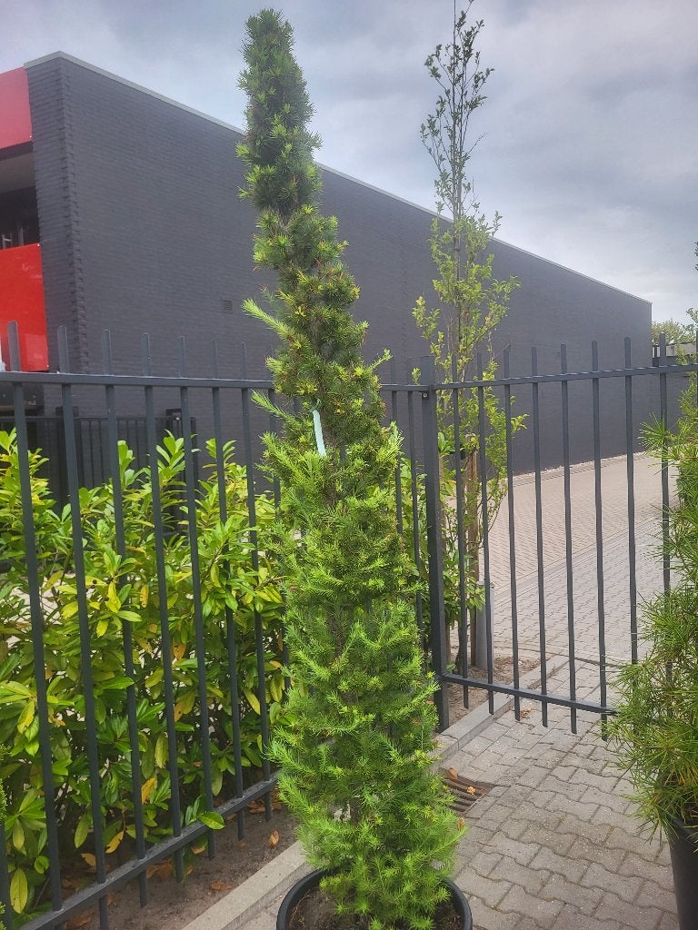 Larix kaempferi zuilvorm, Tuin en Terras, Planten | Bomen, Bloeit niet, Overige soorten, 100 tot 250 cm, Ophalen