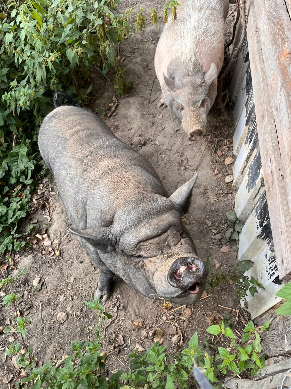 2 vakentjes, Dieren en Toebehoren, Meerdere dieren, Varken, 6 jaar of ouder