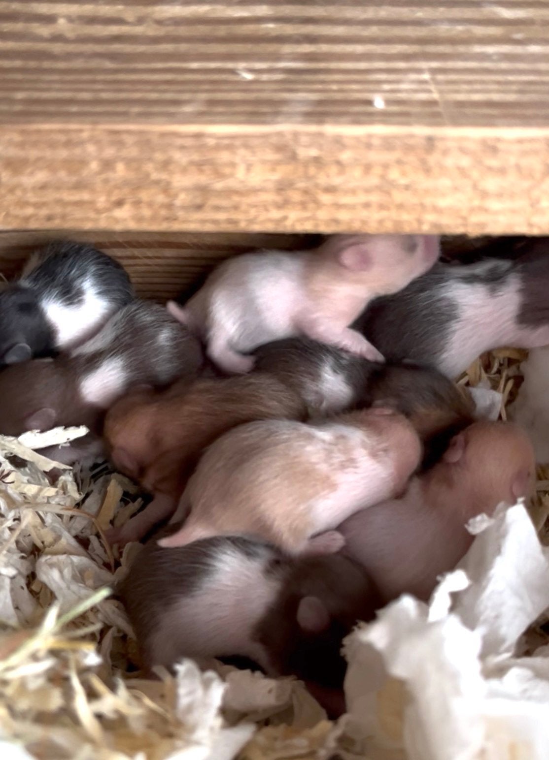 Syrische hamster/Goudhamster wachtlijst nest oktober open!, Dieren en Toebehoren, Knaagdieren, Hamster, Augustus, Meerdere dieren