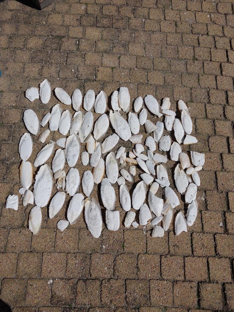 Sepia/zeeschuim, Dieren en Toebehoren, Ophalen of Verzenden, Nieuw