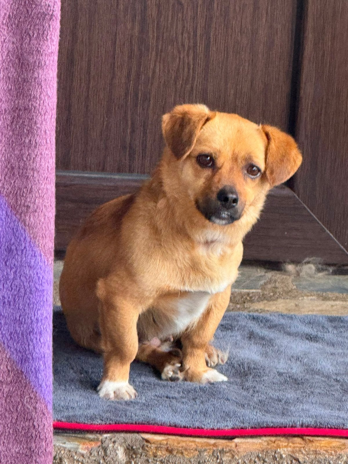 Teef Ronja herplaatser adoptie, Uitlaatservice