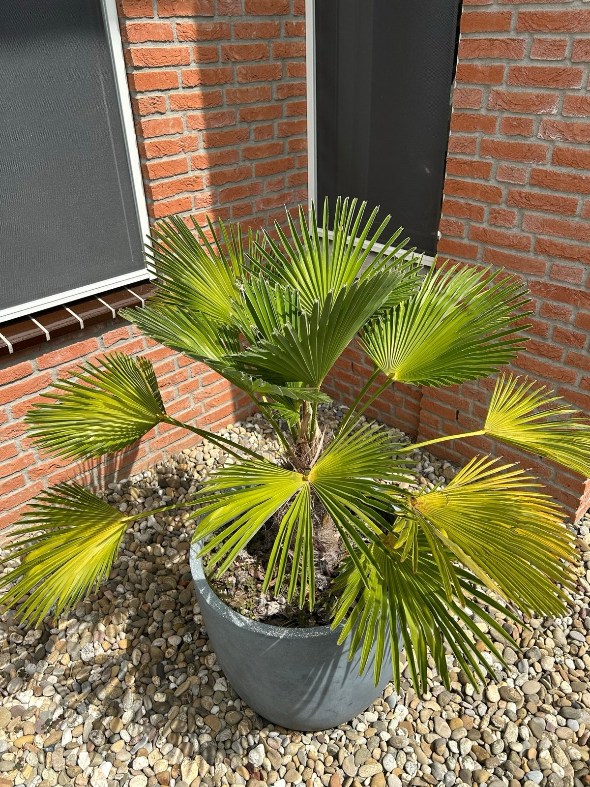 Trachycarpus fortunei (Chinese Waaierpalm), Volle zon, Vaste plant, Bloeit niet, Ophalen