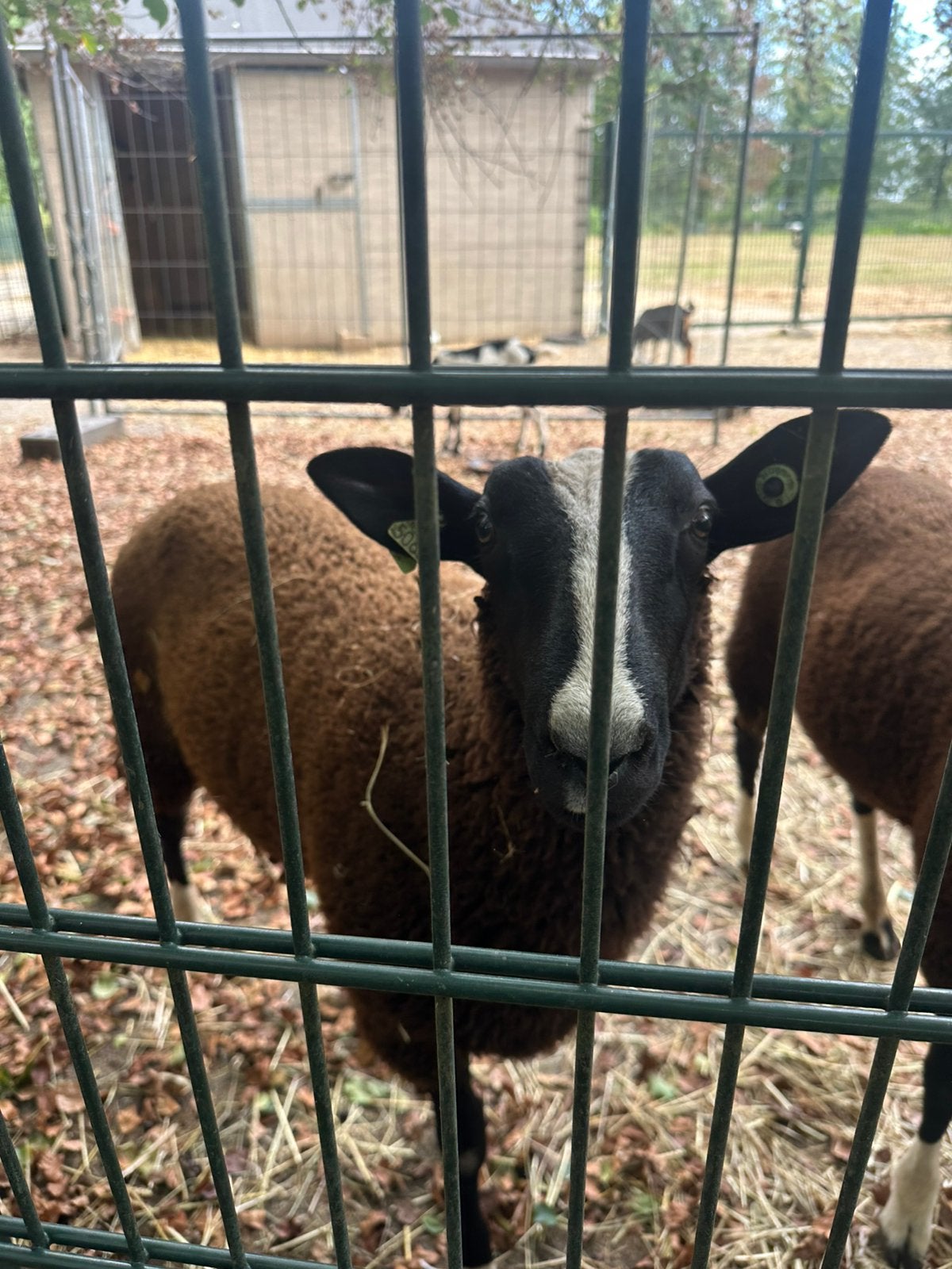 zwartbles ram NZS zwoegervrij, nierfalen vrij Q koorts geënt, Dieren en Toebehoren, Mannelijk, Schaap, 0 tot 2 jaar