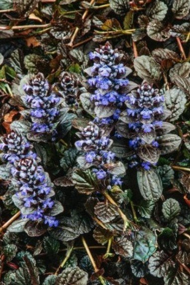 Zenegroen in pot/volle grond biologisch gekweekt, Bodembedekkers, Volle zon, Vaste plant, Ophalen of Verzenden