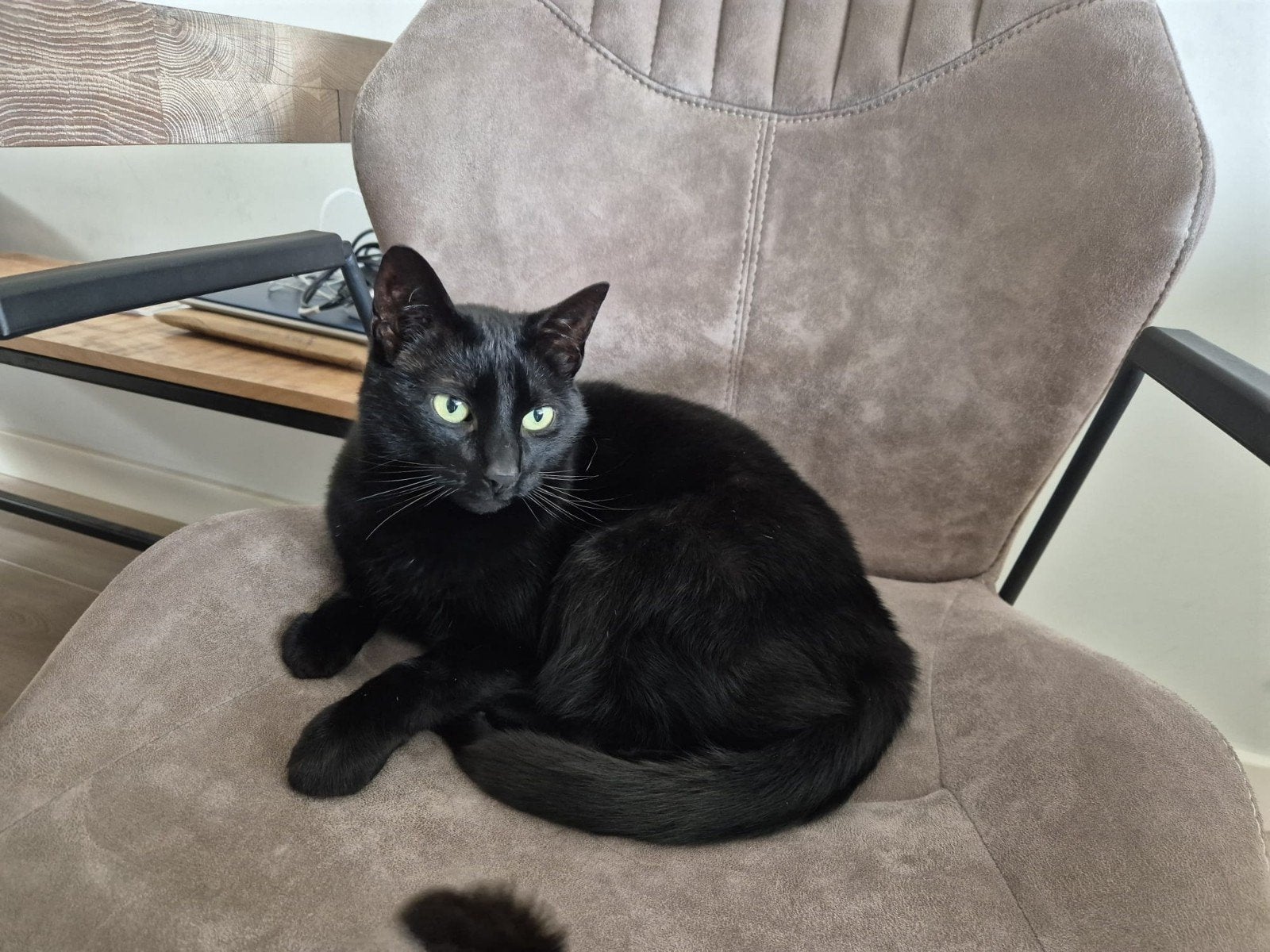 2 poezen zoeken nieuw huis (Europese Korthaar), Poes, Kortharig, 6 jaar of ouder