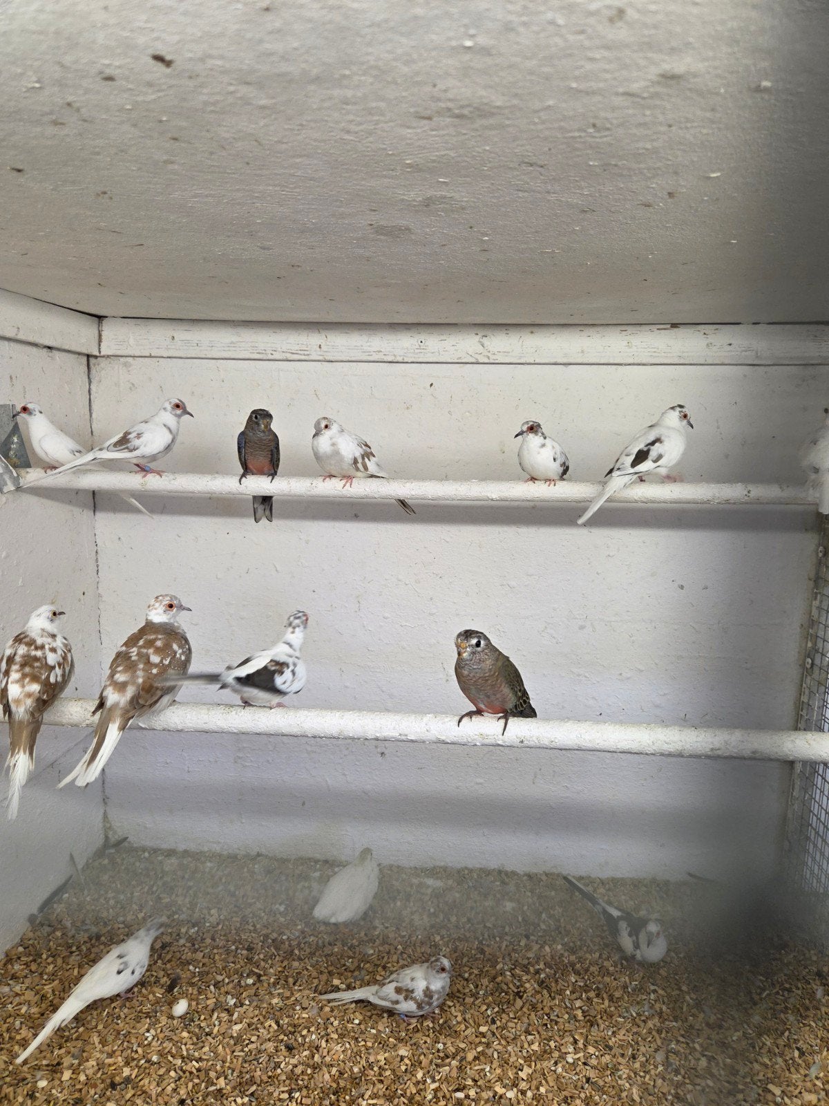 Mooi bonte diamant duiven, Dieren en Toebehoren, Vogels | Overige Vogels, Meerdere dieren