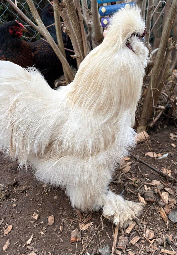 Gratis zijdehoen Haan/rooster, Dieren en Toebehoren, Pluimvee, Mannelijk, Kip