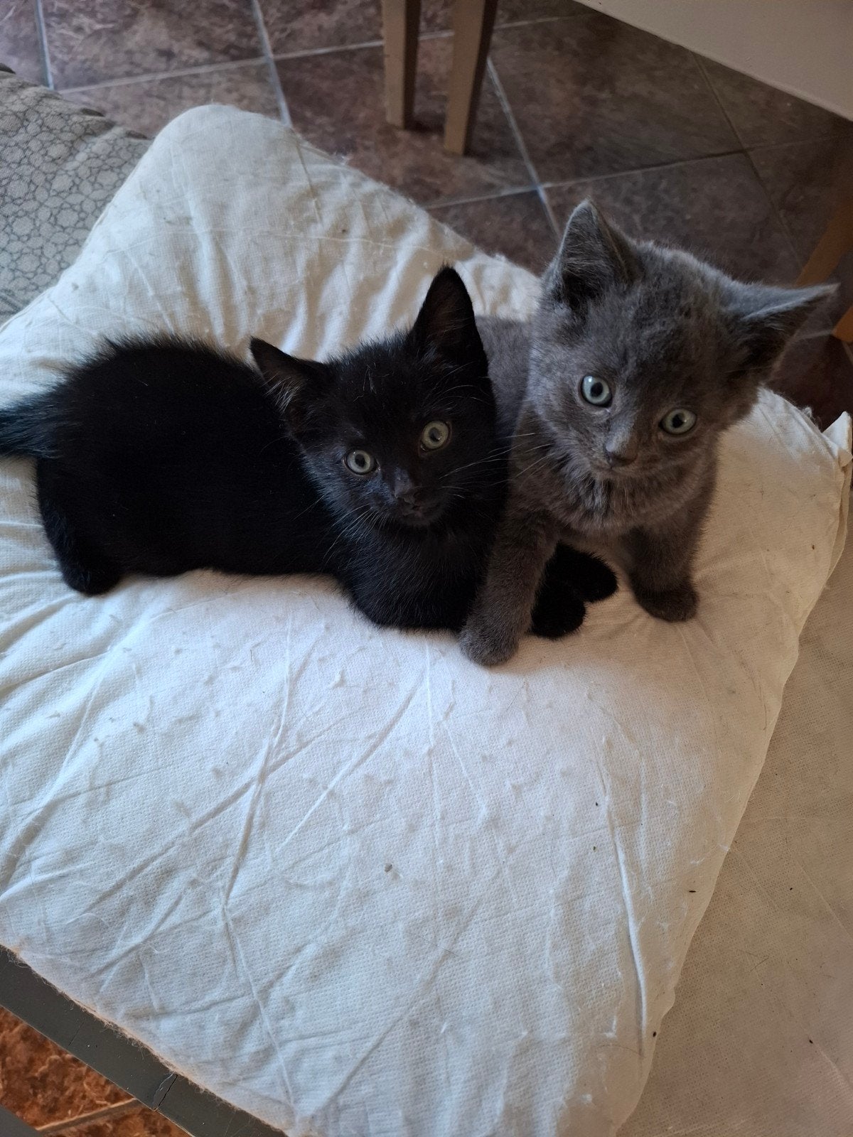 kitten mannetje de zwarte (grijze is gereserveerd), Kater