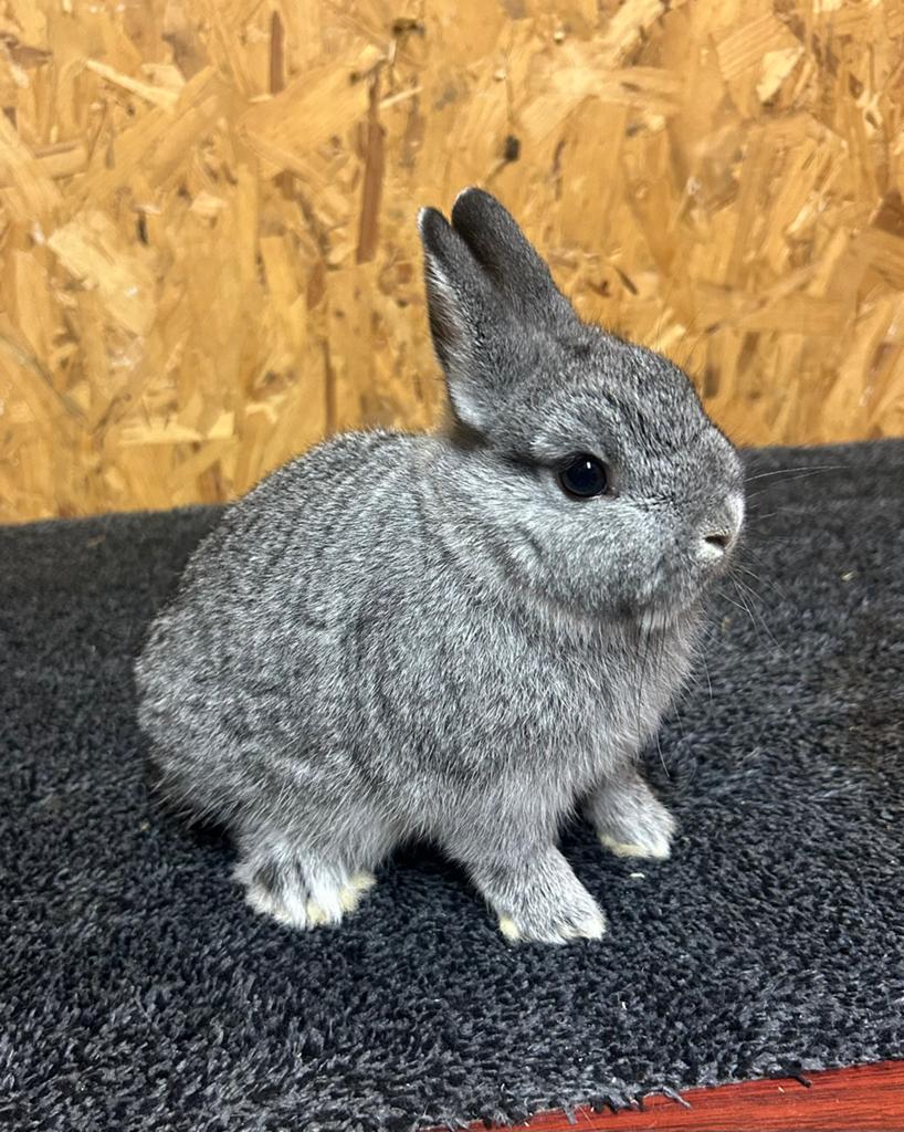 Jonge Kleurdwerg Chinchilla (dwergkonijn), Dieren en Toebehoren, Konijnen, Vrouwelijk, Dwerg, 0 tot 2 jaar