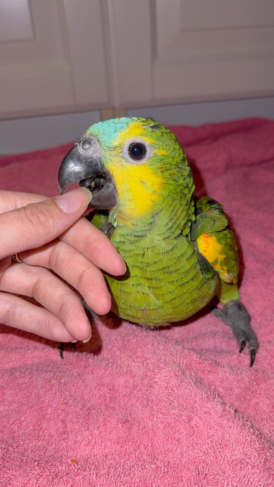 Lieve jonge handtamme Blauwvoorhoofd amazone, Geslacht onbekend, Papegaai, Pratend